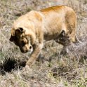 TZA SHI SerengetiNP 2016DEC25 Moru4Area 063 : 2016, 2016 - African Adventures, Africa, Date, December, Eastern, Month, Moru 4 Area, Places, Serengeti National Park, Shinyanga, Tanzania, Trips, Year